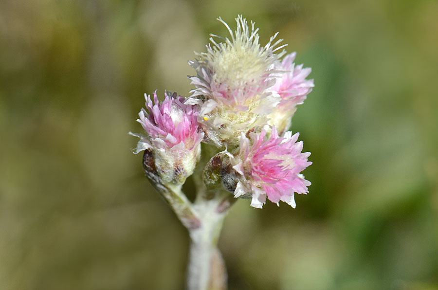 Antennaria dioica